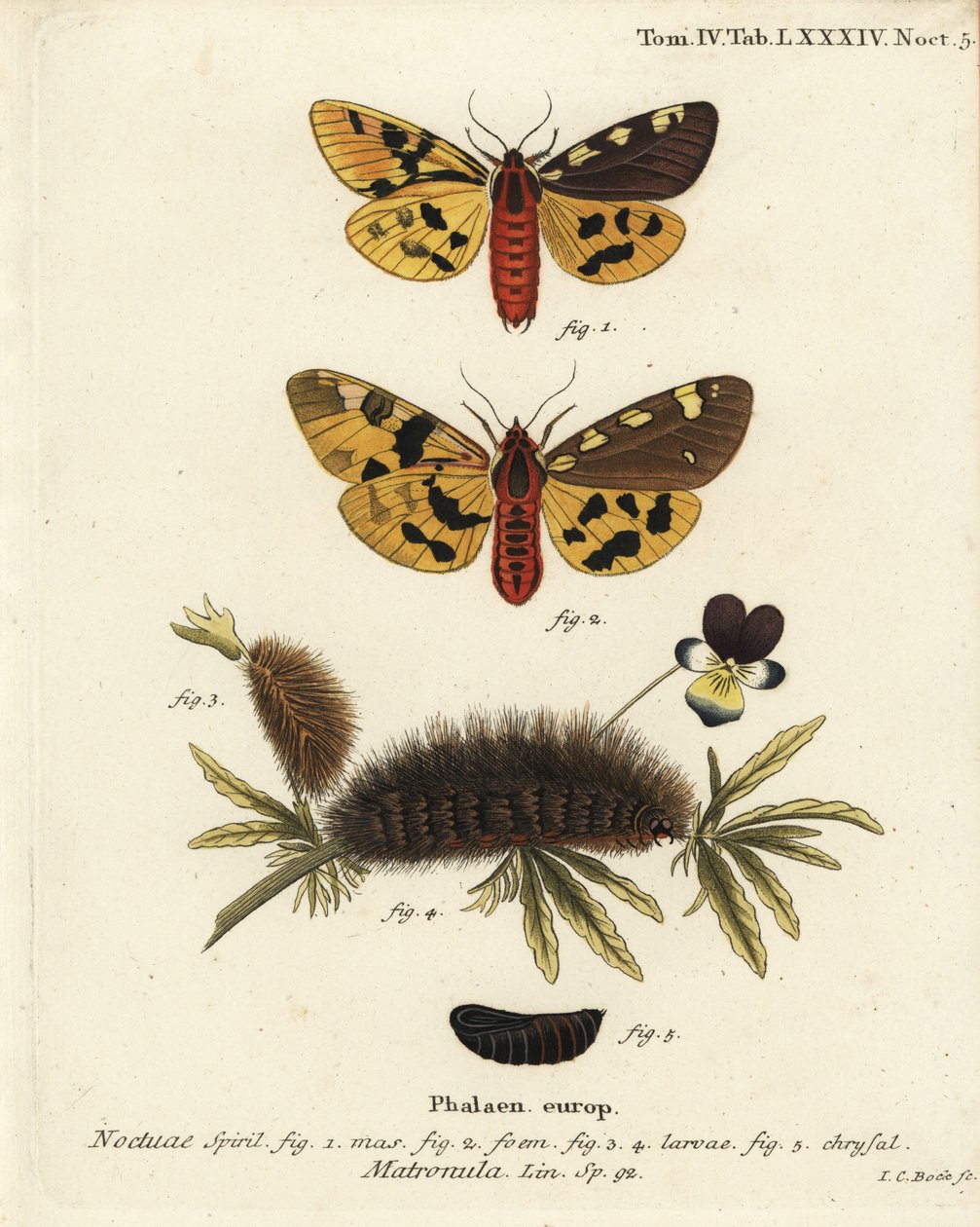Stor tigermøl, han og hun, Pericallia matronula. Håndkoloreret kobberstik af Johann Carl Bock efter Eugenius Johann Christoph Espers Sommerfuglene i illustrationer fra naturen, Erlangen af Johann Carl Bock