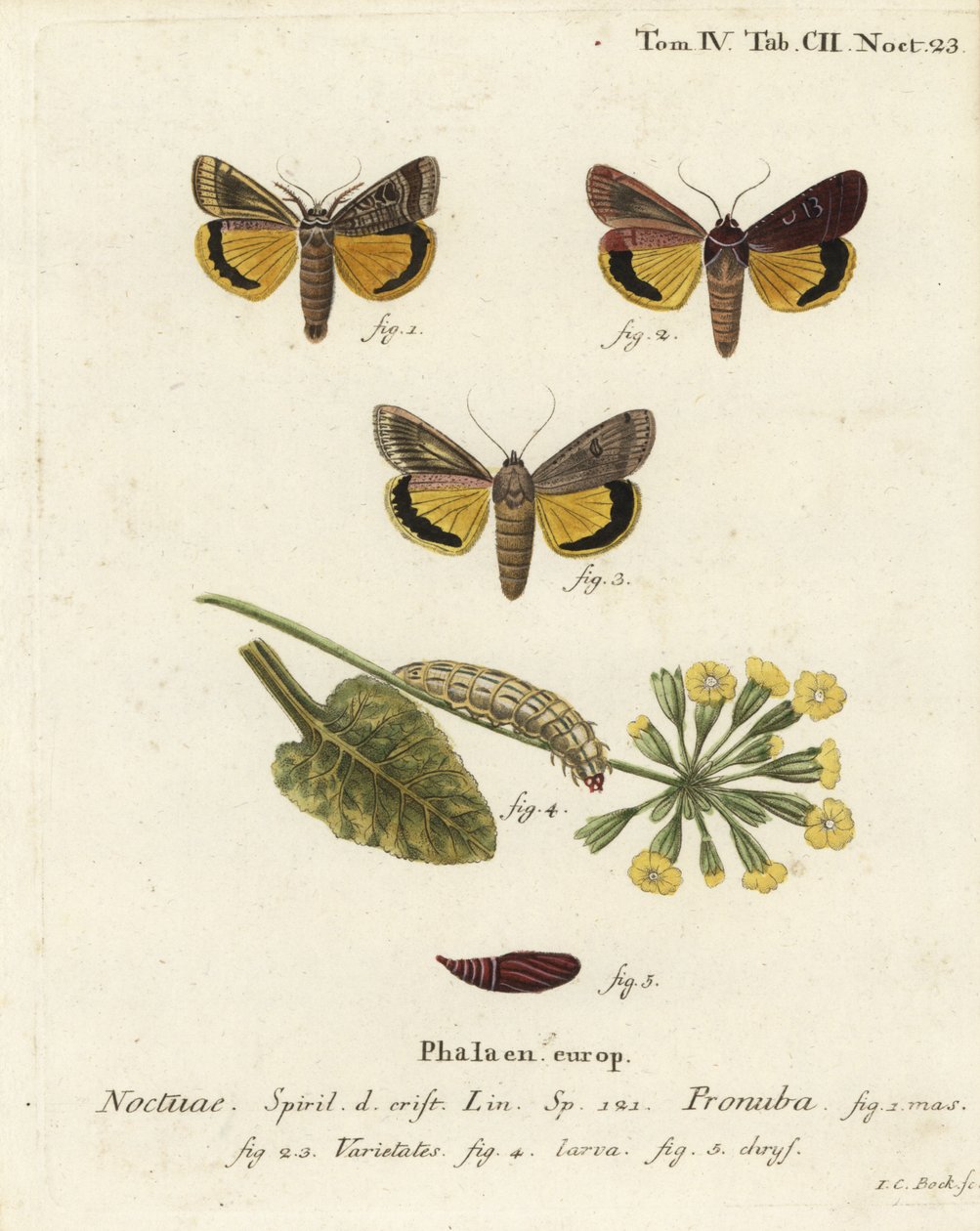 Stor gul undervinge, Noctua pronuba og varianter. Håndkoloreret kobberstik af Johann Carl Bock efter Eugenius Johann Christoph Espers Sommerfuglene i illustrationer fra naturen, Erlangen af Johann Carl Bock