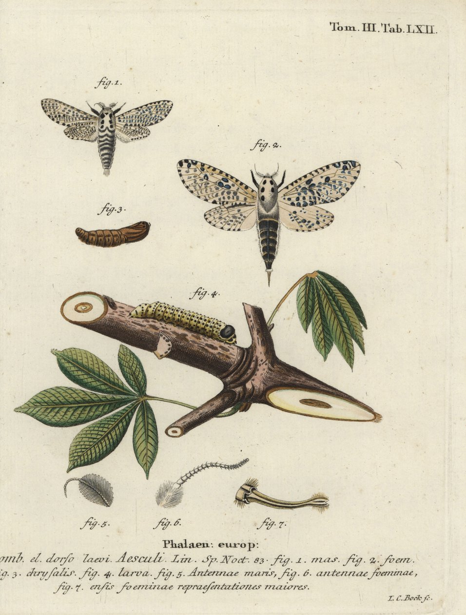Leopardmøl, Zeusera kerne. af Johann Carl Bock
