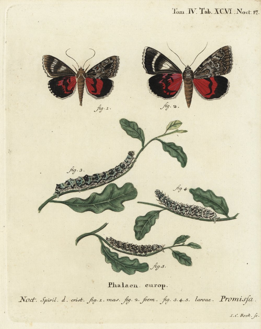 Lys karmosinrød undervingemøl, Catocala promissa. Håndkoloreret kobberstik af Johann Carl Bock efter Eugenius Johann Christoph Espers Sommerfuglene i illustrationer fra naturen, Erlangen af Johann Carl Bock