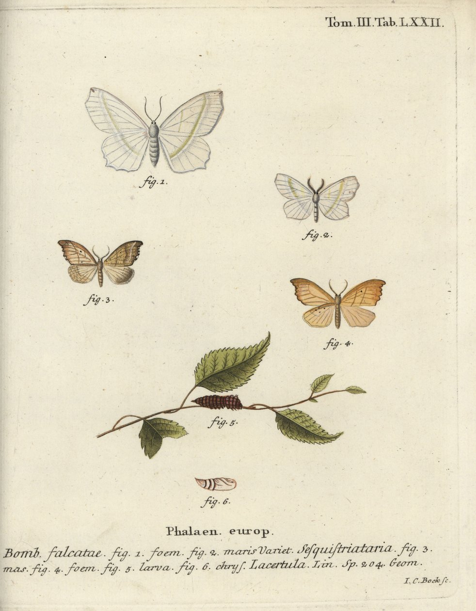Lys smaragd og scalloped krogspids. af Johann Carl Bock