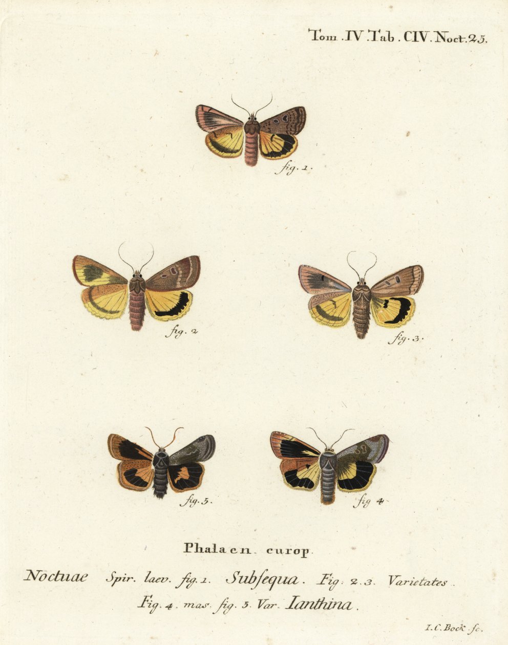 Månegul undervinge, Noctua orbona 1, og mindre bredkantet gul undervinge eller Langmaids gule undervinge, Noctua janthina 2-5. Håndkoloreret kobberstik af Johann Carl Bock efter Eugenius Johann Christoph Espers Die Schmetterlinge in Ab af Johann Carl Bock