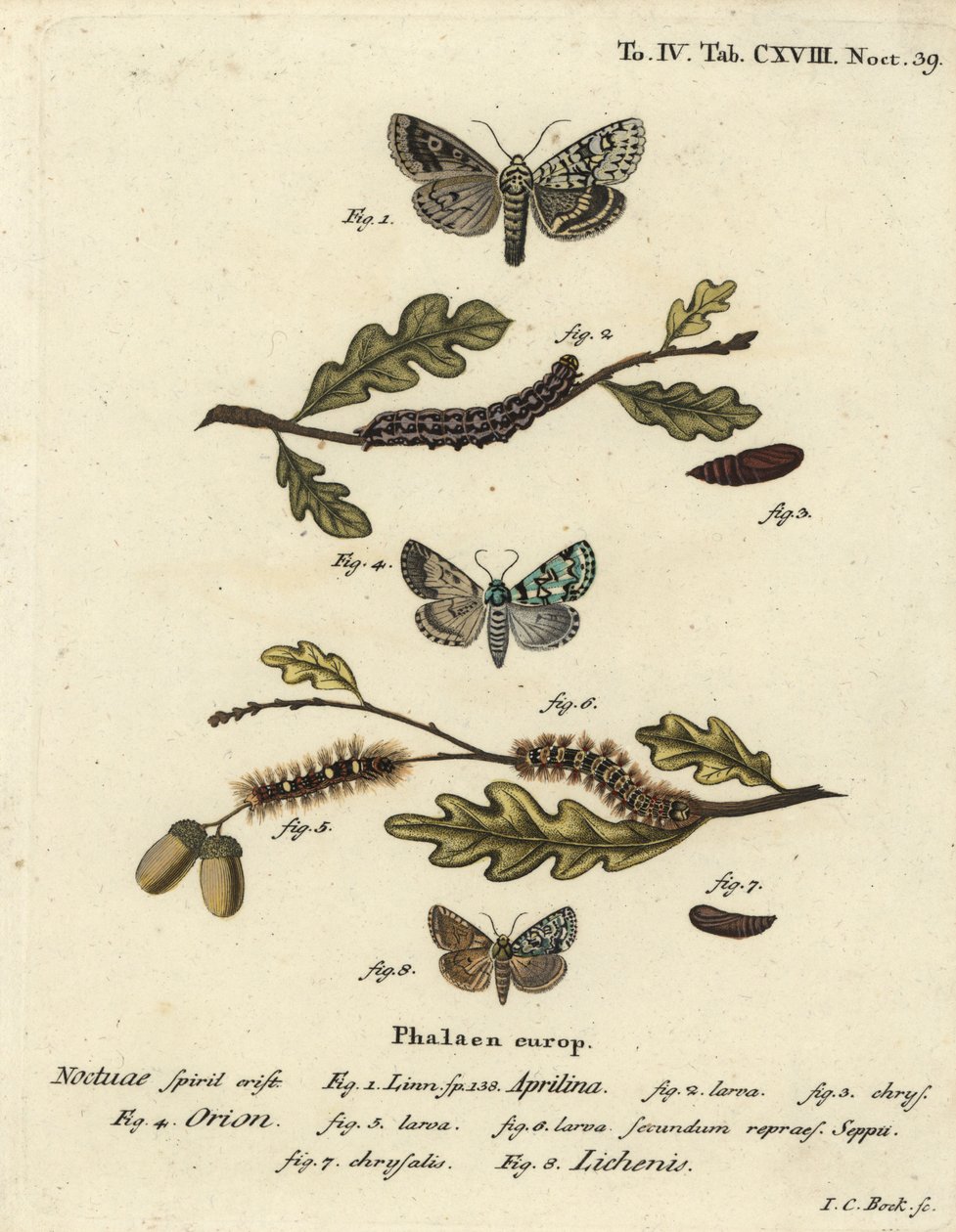 Merveille du jour, Dichonia aprilina 1-4, knap merveille du jour, Moma alpium 5-7, og marmorgrøn, Cryphia muralis 8. Håndfarvet kobberstik af Johann Carl Bock efter Eugenius Johann Christoph Espers Sommerfuglene i illustrationer af Johann Carl Bock
