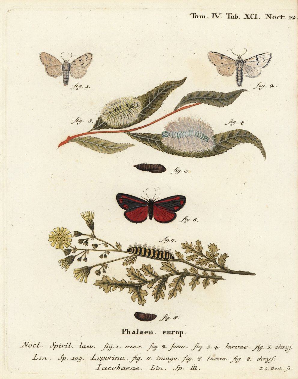 Møllmøl, Acronicta leporina 1-5, og cinnobermøl, Tyria jacobaeae 6-8. Håndkoloreret kobberstik af Johann Carl Bock efter Eugenius Johann Christoph Espers Sommerfuglene i illustrationer fra naturen, Erlangen af Johann Carl Bock