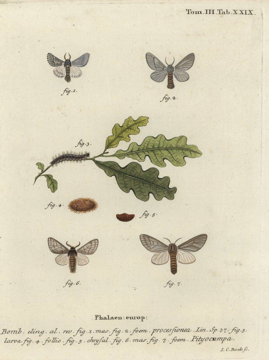 Eg processionsmøl, Thaumetopoea processionea. af Johann Carl Bock
