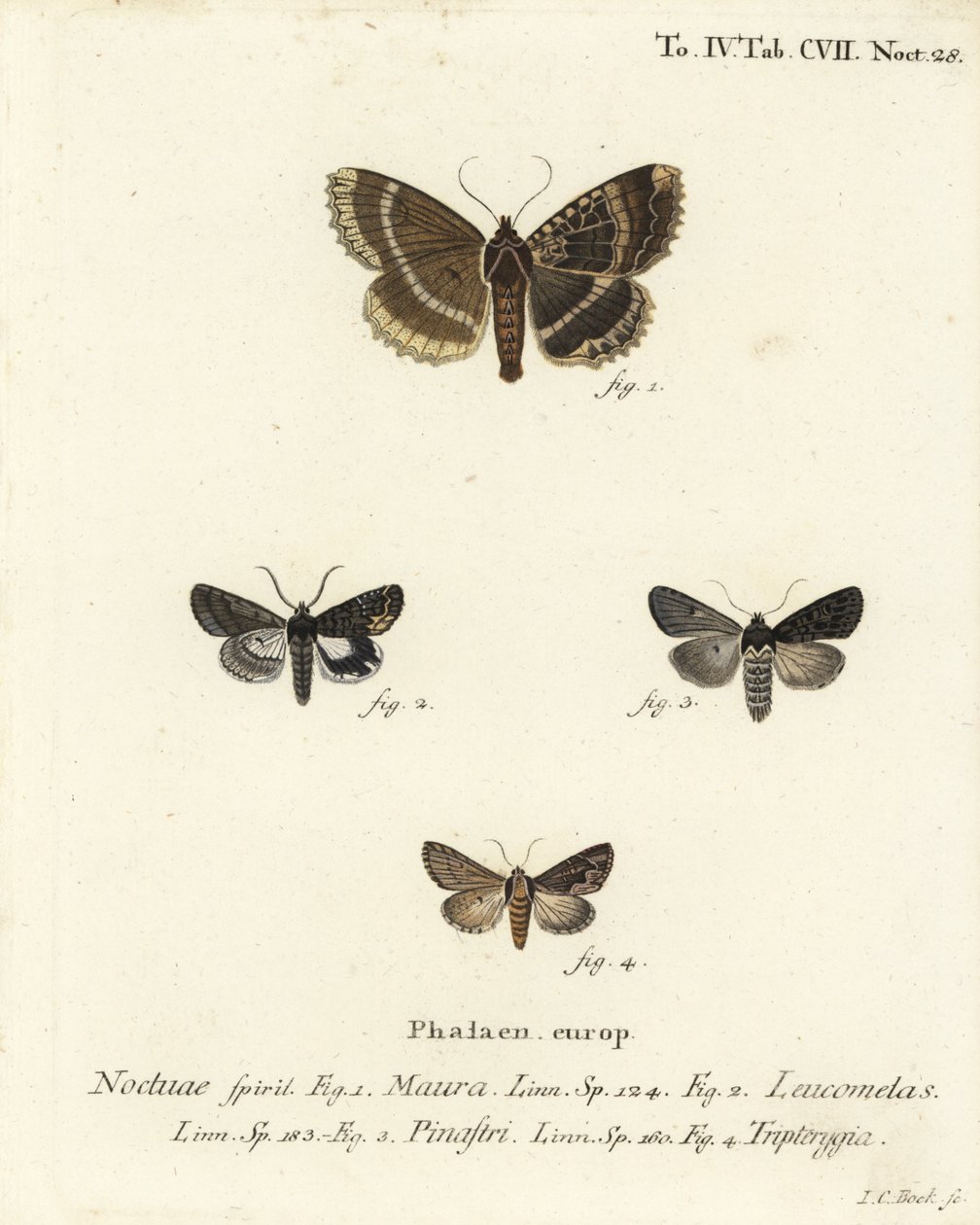 Gammel dame eller sort undervinge, Mormo maura 1, østlig alchymist, Aedia leucomelas 2 og Dypterygia scabriuscula 3,4. Håndkoloreret kobberstik af Johann Carl Bock efter Eugenius Johann Christoph Espers Sommerfuglene i illustrationer efter Na af Johann Carl Bock