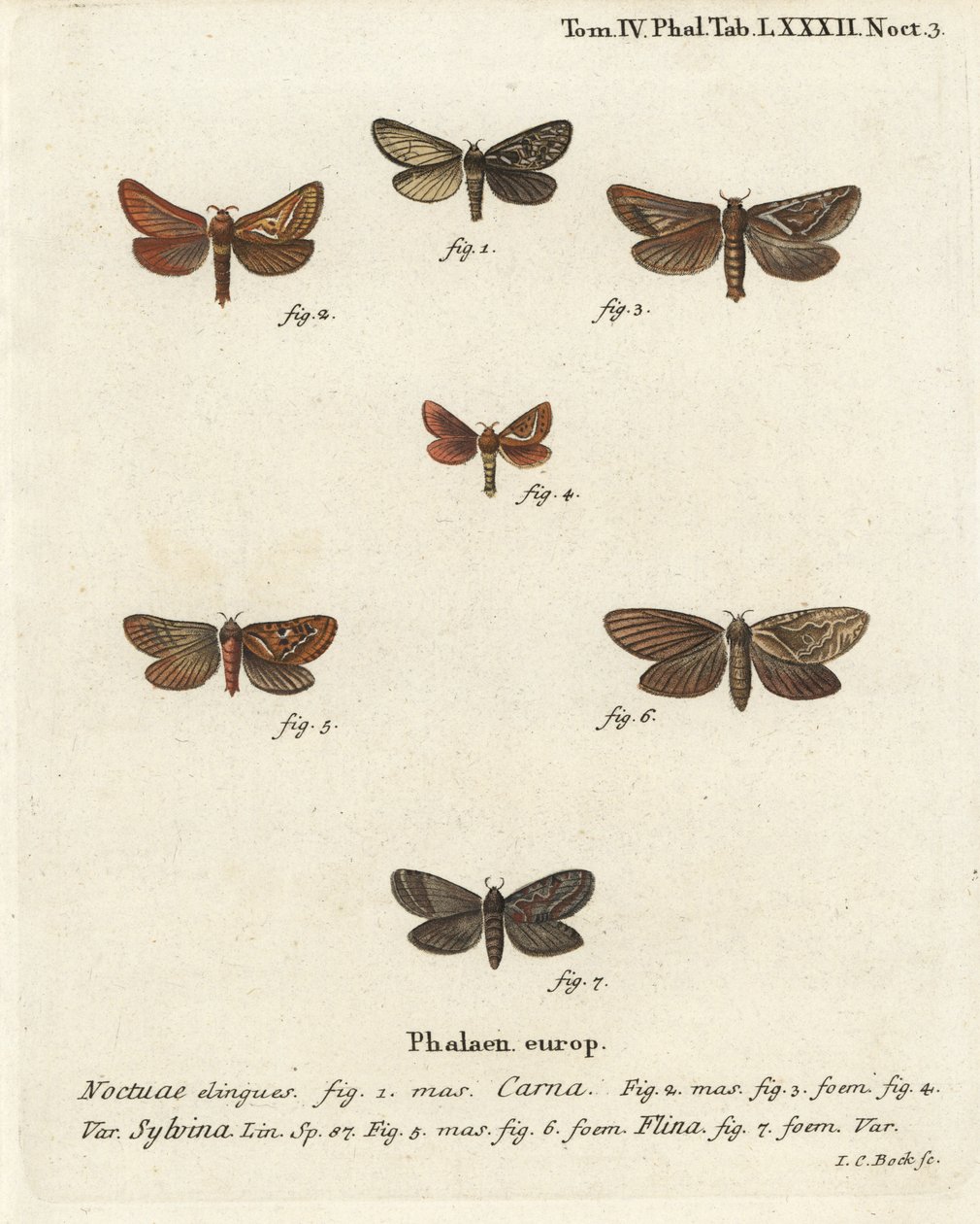 Pharmacis carna 2-4, orange swift, Triodia sylvina 5,6, og gold swift, Phymatopus hekta 7. Håndkoloreret kobberstik af Johann Carl Bock efter Eugenius Johann Christoph Espers Sommerfuglene i illustrationer fra naturen, Erlangen af Johann Carl Bock