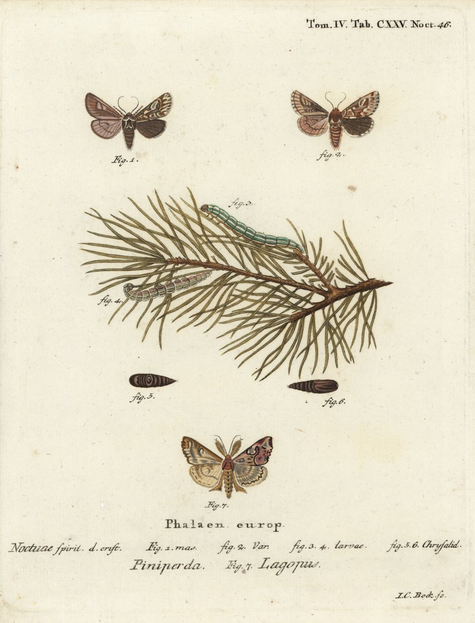 Fyrreskønhed, Panolis flammea 1-6, og latinsk møl, Callopistria juventina 7. Håndfarvet kobberstik af Johann Carl Bock efter Eugenius Johann Christoph Espers Sommerfuglene i illustrationer efter naturen, Erlangen af Johann Carl Bock