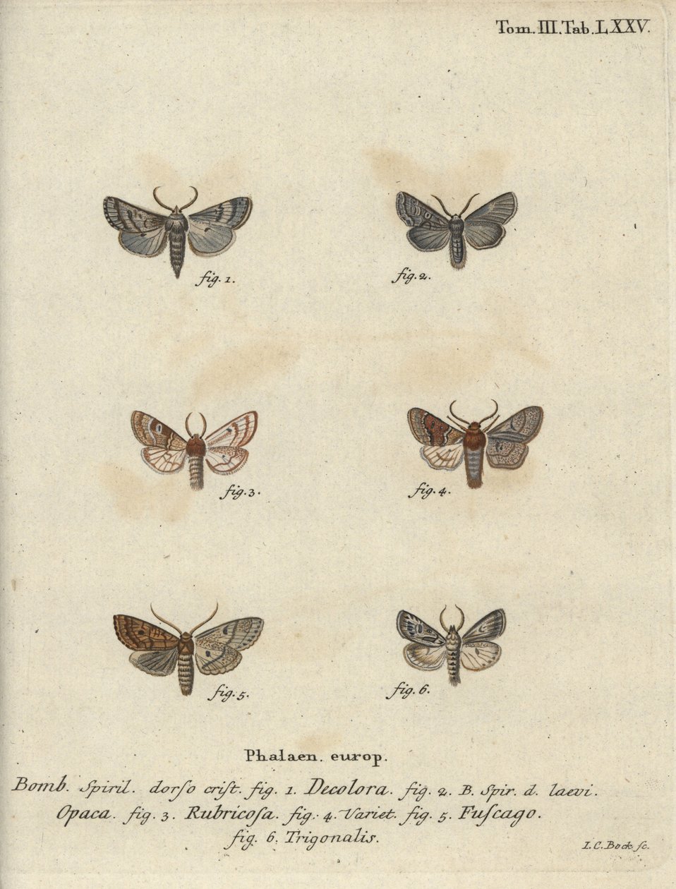 Pulveriseret quaker, rød kastanje, murstensmøl osv. af Johann Carl Bock