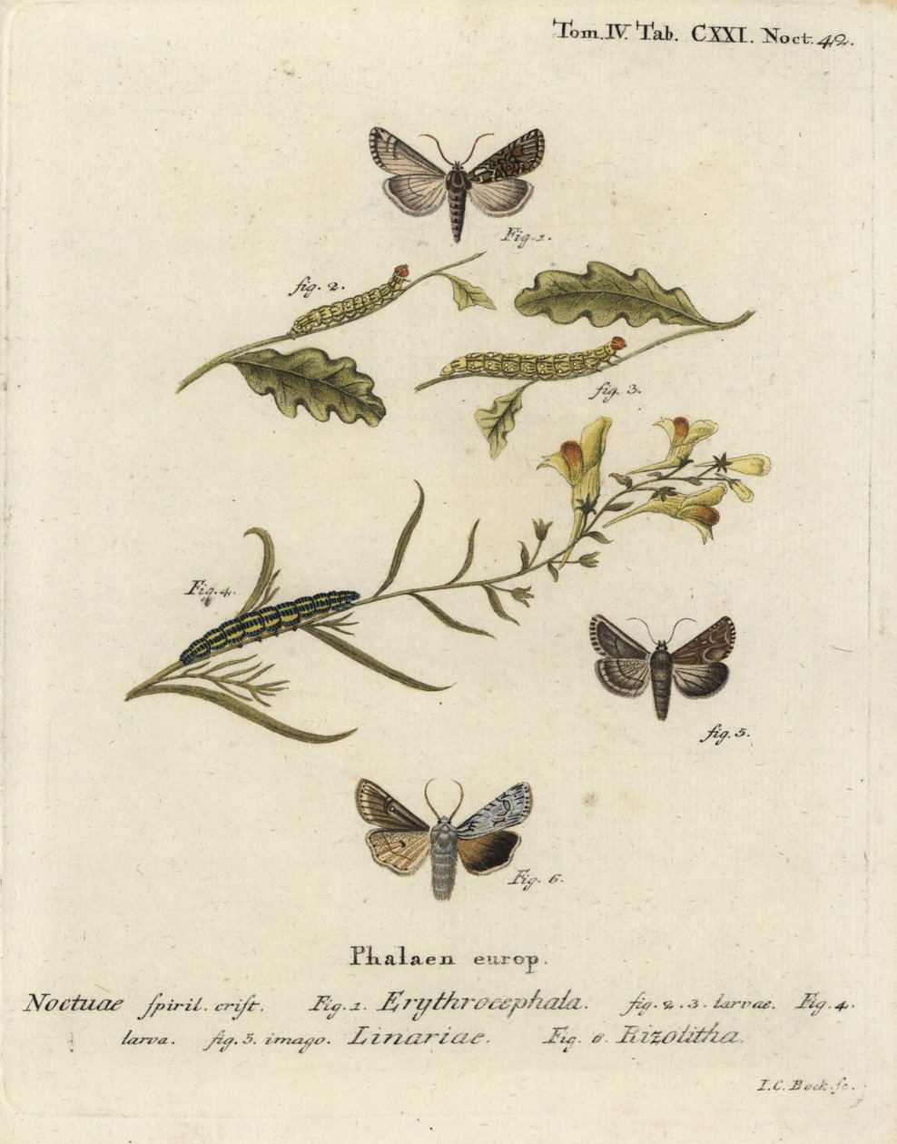 Rødhovedet kastanje, Conistra erythrocephala 1-4, tudsehørbrokade, Calophasia lunula 5 og grå skulderknude, Lithophane ornitopus 6. Håndkoloreret kobberstik af Johann Carl Bock efter Eugenius Johann Christoph Espers Die Schmetterlinge i Abb af Johann Carl Bock