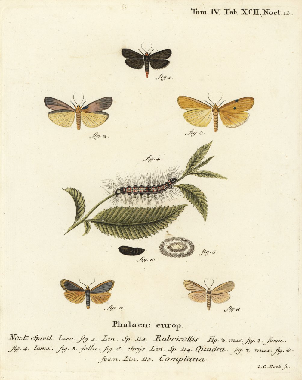 Rødhalset fodmand, Atolmis rubricollis 1,, fire-plettet fodmand, Lithosia quadra 2-6, og buff fodmand, Katha depressa 7,9. Håndkoloreret kobberstik af Johann Carl Bock efter Eugenius Johann Christoph Espers Die Schmetterlinge in Abbildungen na af Johann Carl Bock