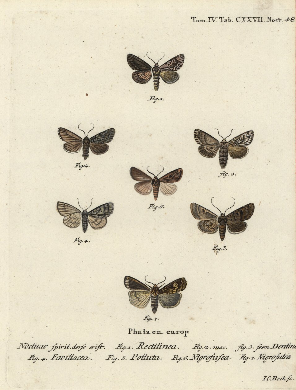 Saksisk møl, Hyppa rectilinea 1, saksmøl, Hada plebeja 2,3, sumpdolk, Acronicta strigosa 4, brunplettet tandhjul, Agrochola litura 5, hvid-line pil, Euxoa nigrofusca 6, Opigena polygona 7. Håndkoloreret kobberstik Carl Bock efter af Johann Carl Bock