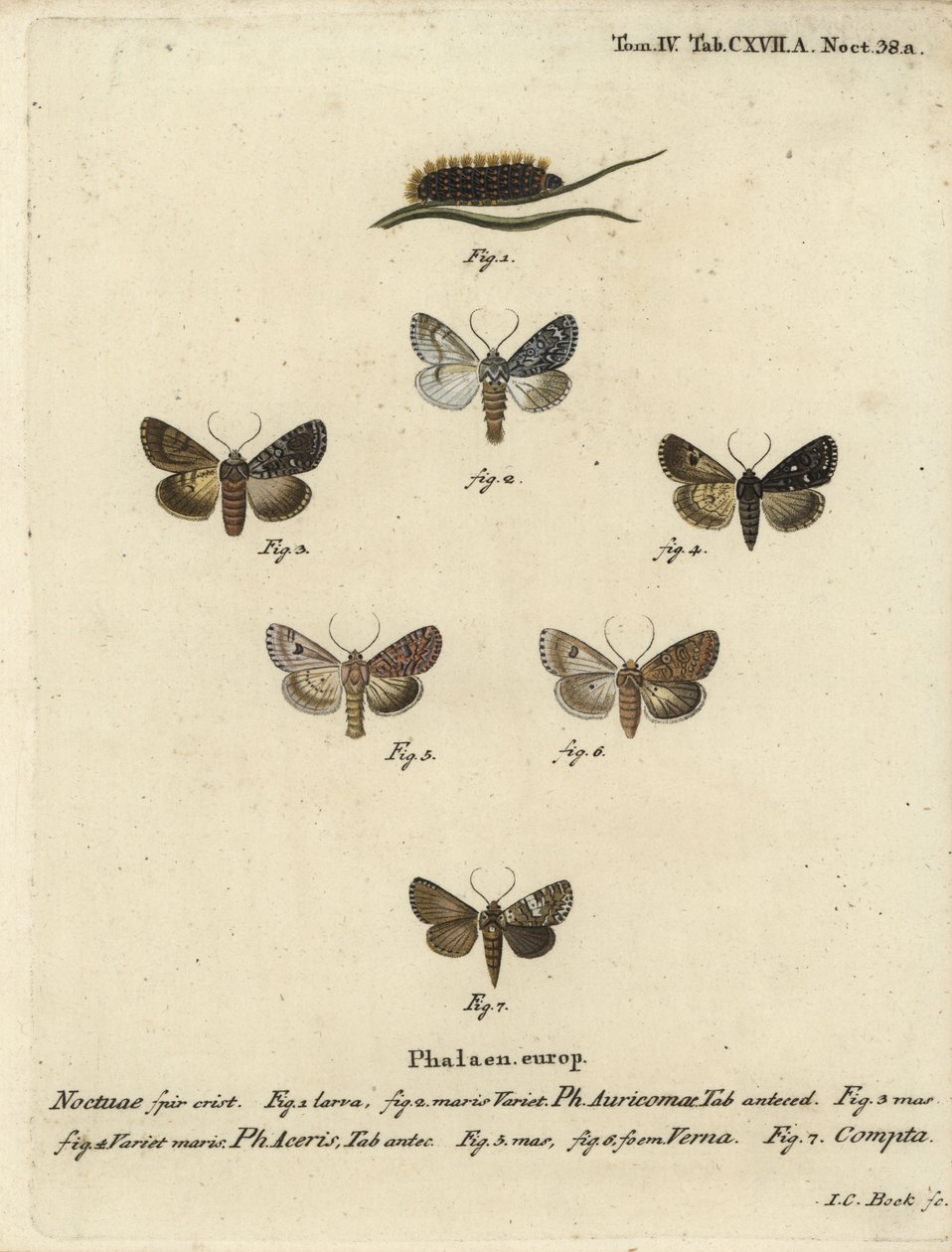 Knappe dolk, Acronicta auricoma 1-3, platanmøl, Acronicta aceris, muskatmøl 4,5, Hadula trifolii 6 og varieret krone, Hadena compta 7. Håndkoloreret kobberstik af Johann Carl Bock efter Eugenius Johann Christoph Esperlings Die Sch. af Johann Carl Bock