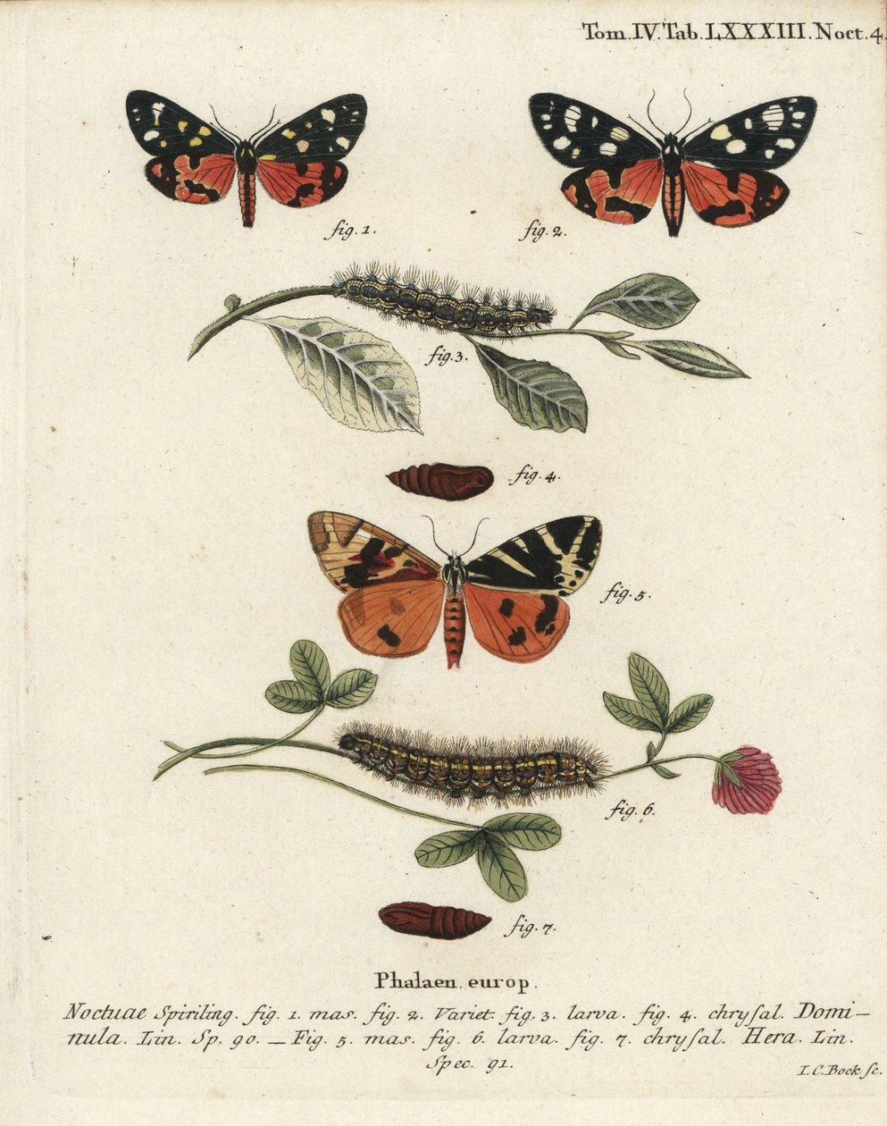 Scarlet tigermøl, Callimorpha dominula 1-4, og Jersey tigermøl, Euplagia quadripunctaria 5-7. Håndkoloreret kobberstik af Johann Carl Bock efter Eugenius Johann Christoph Espers Sommerfuglene i illustrationer fra naturen, Erlangen af Johann Carl Bock
