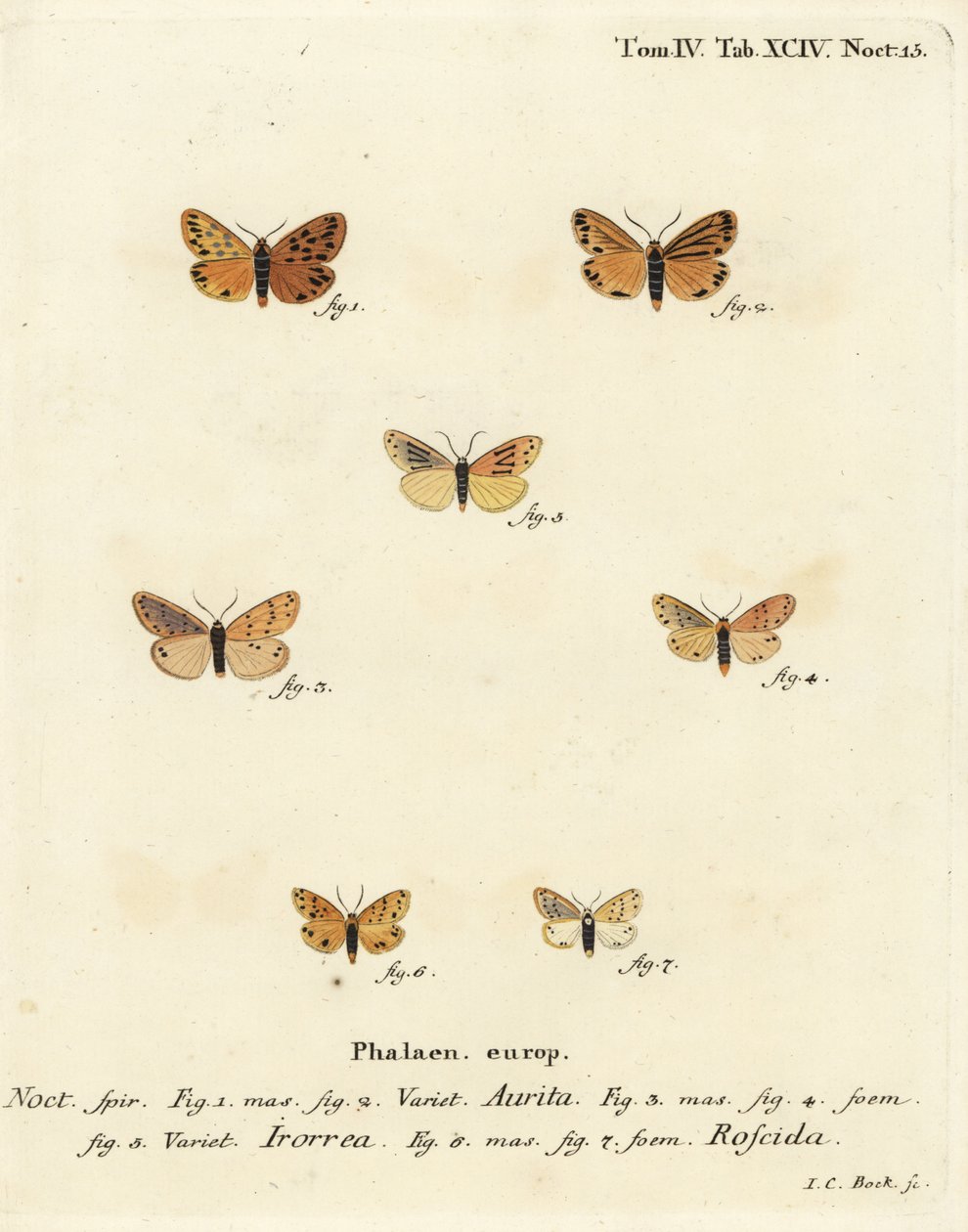 Setina aurita-møl 1,2, døgnmøl, Setina irrorella 3-5, og Setina roscida-møl 6,7. Håndkoloreret kobberstik af Johann Carl Bock efter Eugenius Johann Christoph Esper