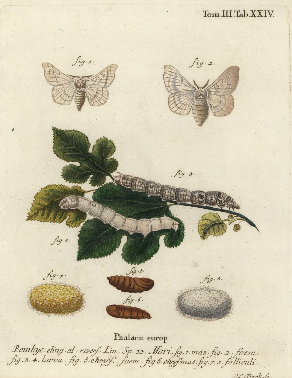 Silkmoth, Bombyx mori. af Johann Carl Bock