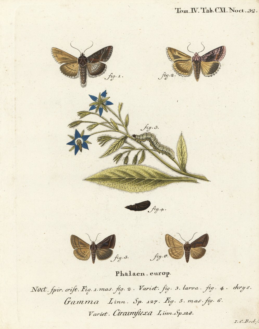 Sølv Y-møl, Autographa gamma 1-4 og Essex Y-møl, Cornutiplusia circumflexa 5,6. Håndkoloreret kobberstik af Johann Carl Bock efter Eugenius Johann Christoph Espers Sommerfuglene i illustrationer fra naturen, Erlangen af Johann Carl Bock