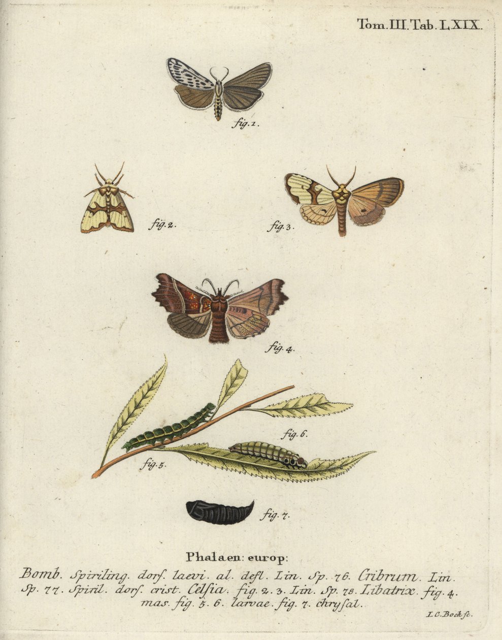 Spættet fodmand, Staurophora celsia og heraldmøl. af Johann Carl Bock