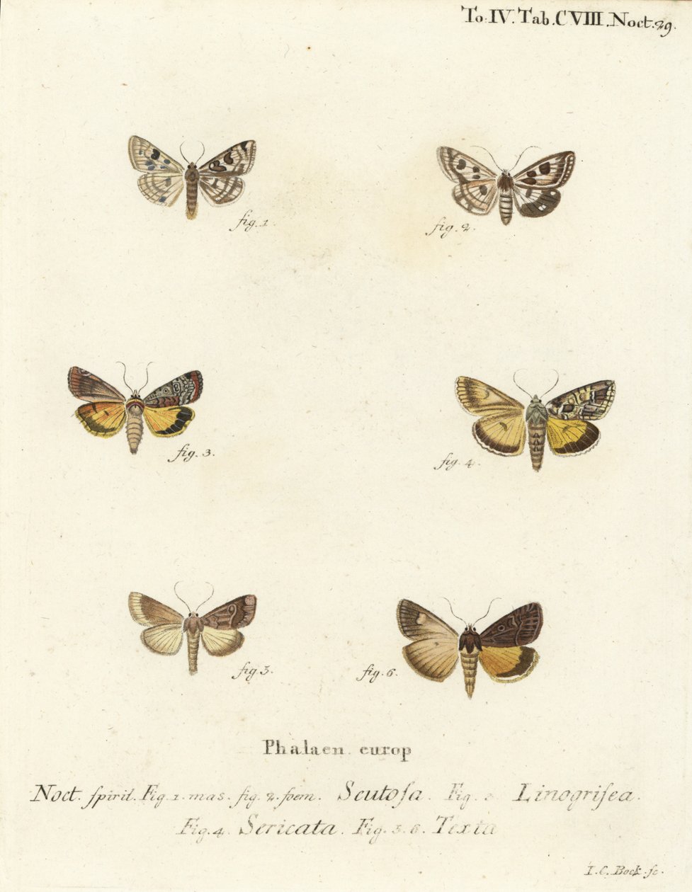 Plettet kløver, Schinia scutosa 1,2, Epilecta linogrisea 3, Guernsey undervinge, Polyphaenis sericata 4, og halmundervinge, Thalpophila matura 5,6. Håndkoloreret kobberstik af Johann Carl Bock efter Eugenius Johann Christoph Esper
