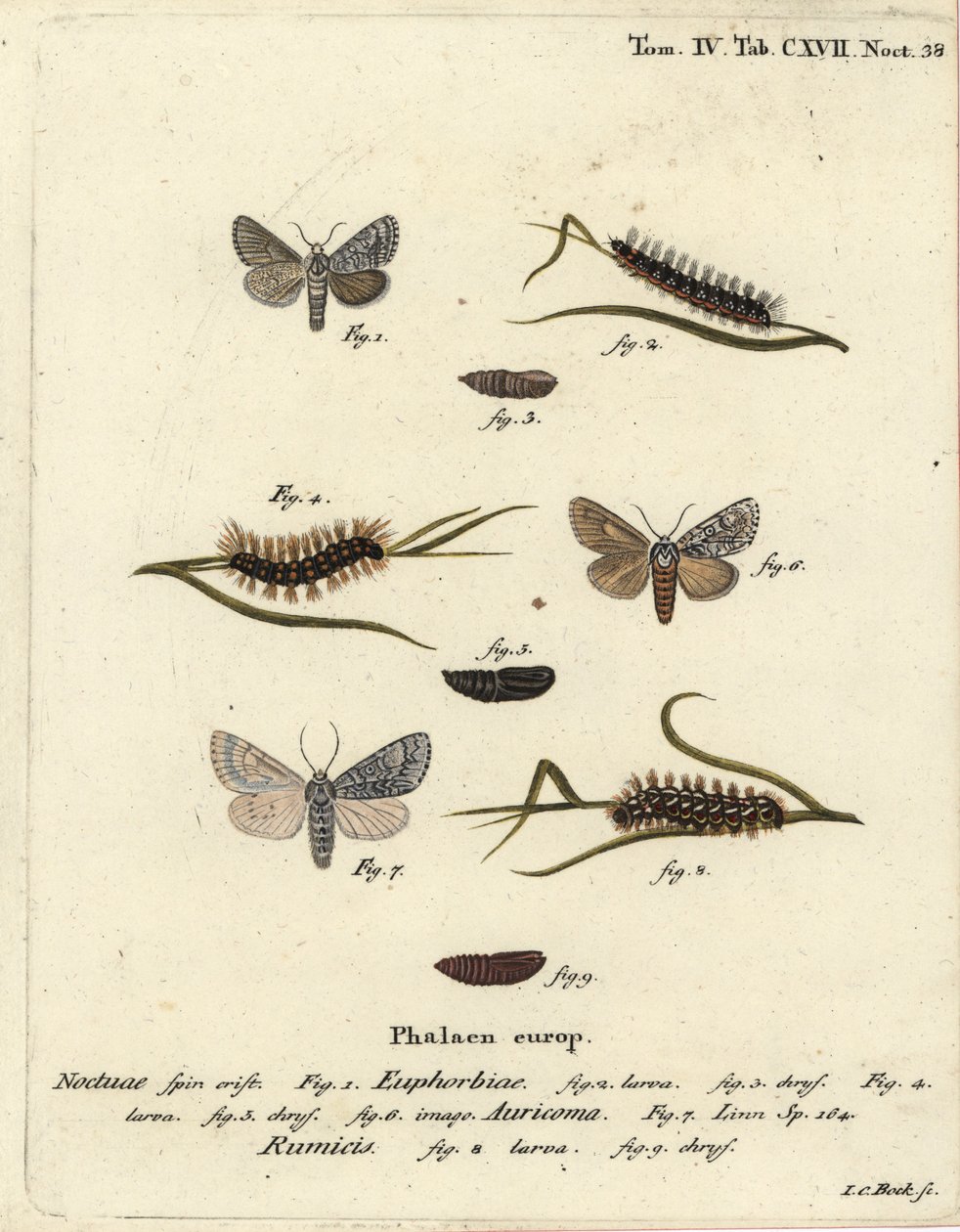 Sød kulemøl, Acronicta euphorbiae 1-5, sparsom dolk, Acronicta auricoma 6, og knudegræsmøl, Acronicta rumicis 7-9. Håndkoloreret kobberstik af Johann Carl Bock efter Eugenius Johann Christoph Espers Die Schmetterlinge in Abbildungen nac af Johann Carl Bock