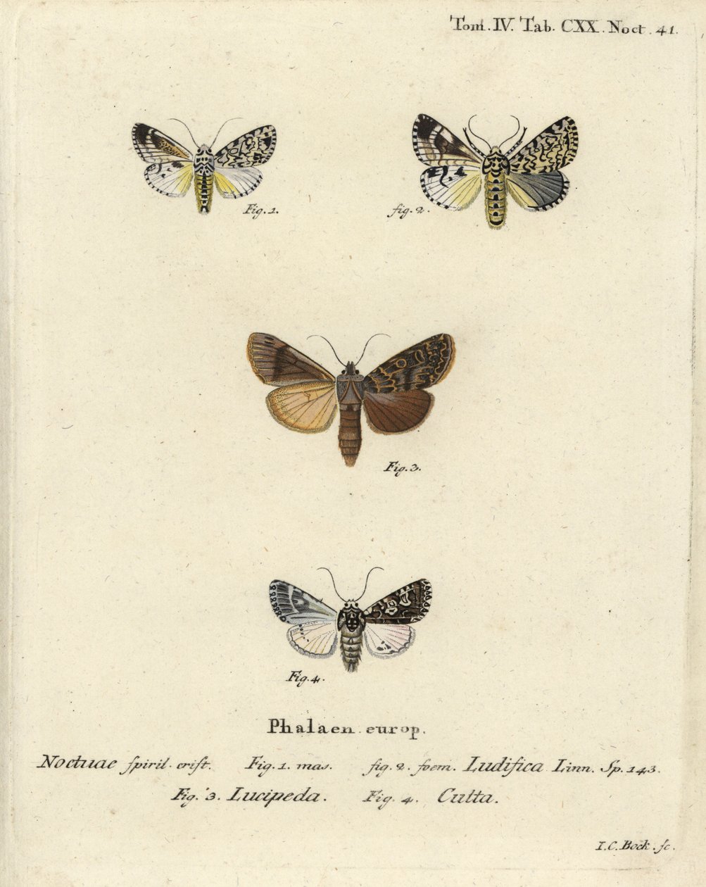 Trichosea ludifica 1,2, sydlig rustik, Rhyacia lucipeta 3, og Lamprosticta culta 4. Håndkoloreret kobberstik af Johann Carl Bock efter Eugenius Johann Christoph Espers Sommerfuglene i illustrationer fra naturen, Erlangen af Johann Carl Bock