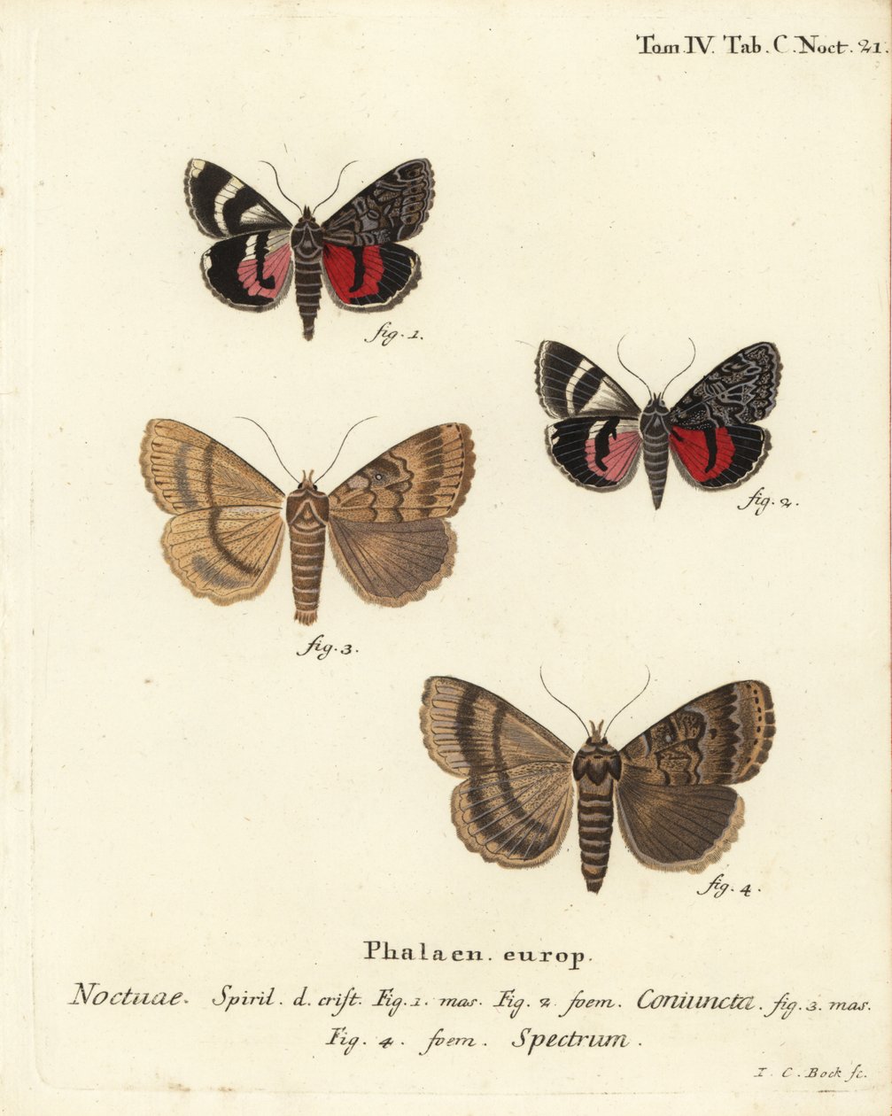 Undervingemøl, Catocala coniuncata 1,2 og Apopestes spektrum 3,4. Noctuae kombineret, Noctuae spøgelse. Håndkoloreret kobberstik af Johann Carl Bock efter Eugenius Johann Christoph Espers Die Schmetterlinge in Abbildungen nach der Natur, Erlangen af Johann Carl Bock