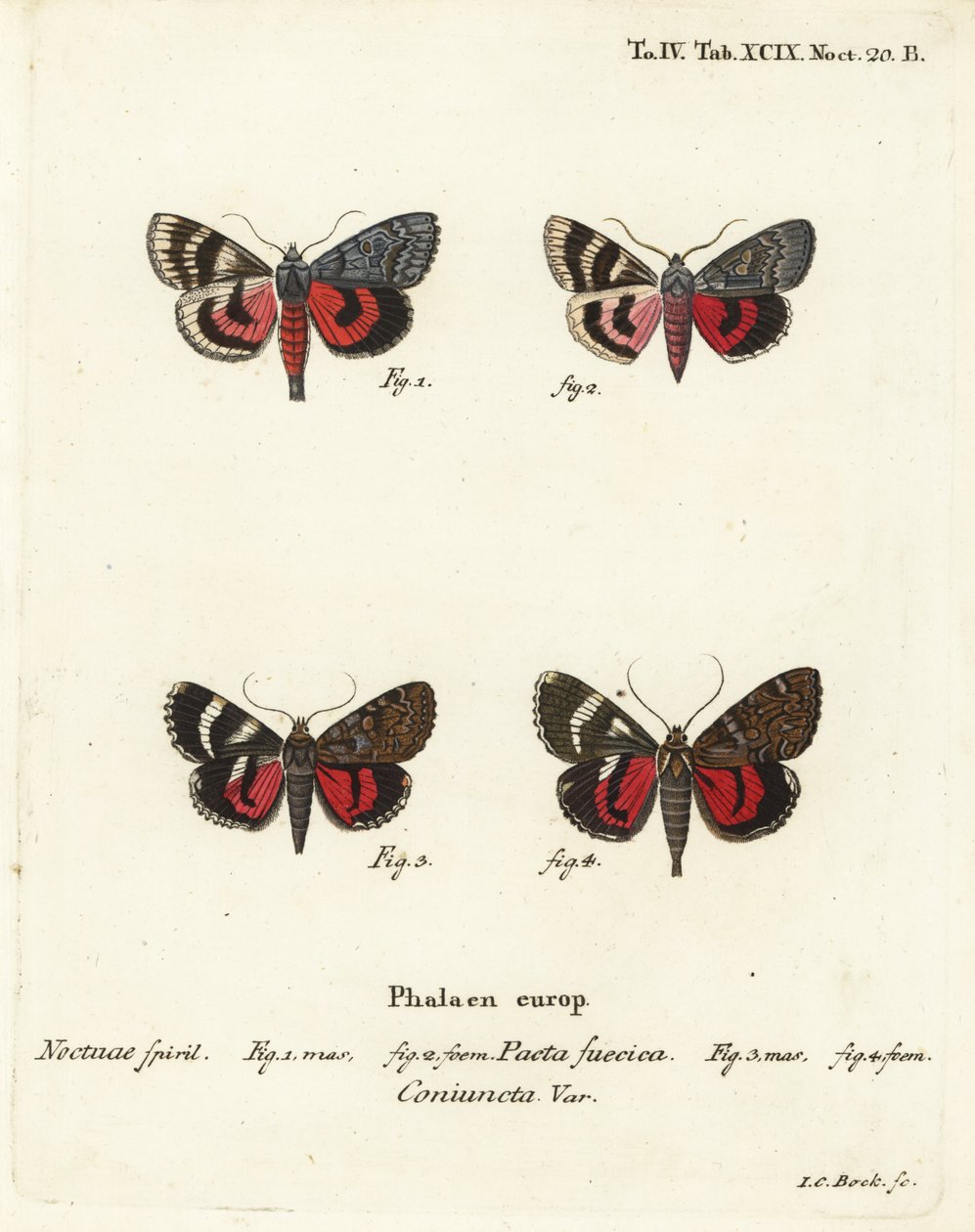 Undervingemøl, Catocala pacta og Catocala coniuncta. Håndkoloreret kobberstik af Johann Carl Bock efter Eugenius Johann Christoph Espers Sommerfuglene i illustrationer fra naturen, Erlangen af Johann Carl Bock