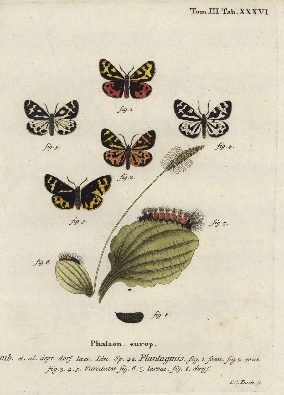 Trætigermøl, Parasemia plantaginis. af Johann Carl Bock