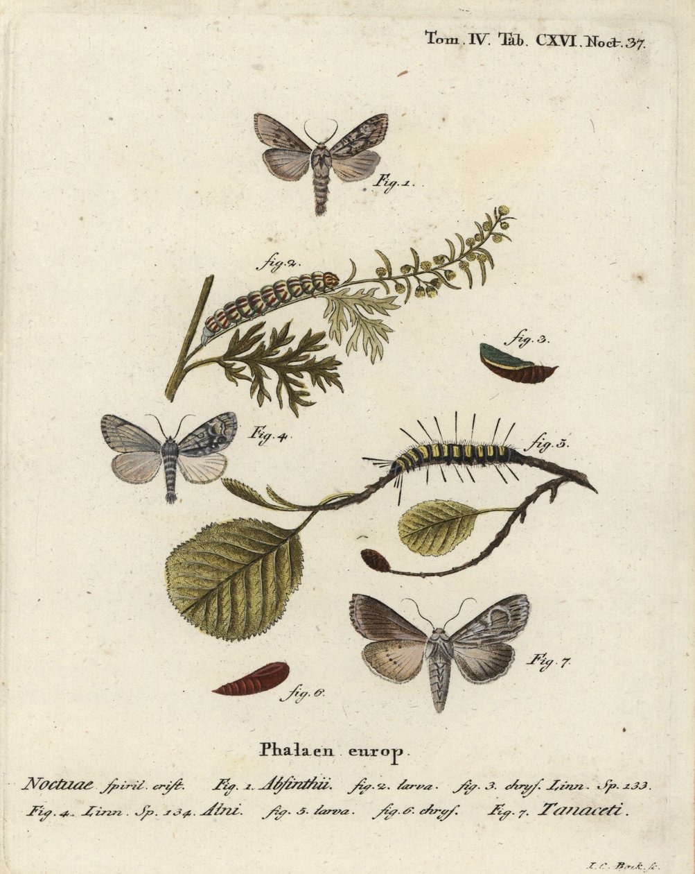 Malurtmøl, Cucullia absinthii 1-3, ellemøl, Acronicta alni 4-6 og Cucullia tanaceti 7. Håndkoloreret kobberstik af Johann Carl Bock efter Eugenius Johann Christoph Espers Sommerfuglene i illustrationer efter naturen, Erlangen af Johann Carl Bock