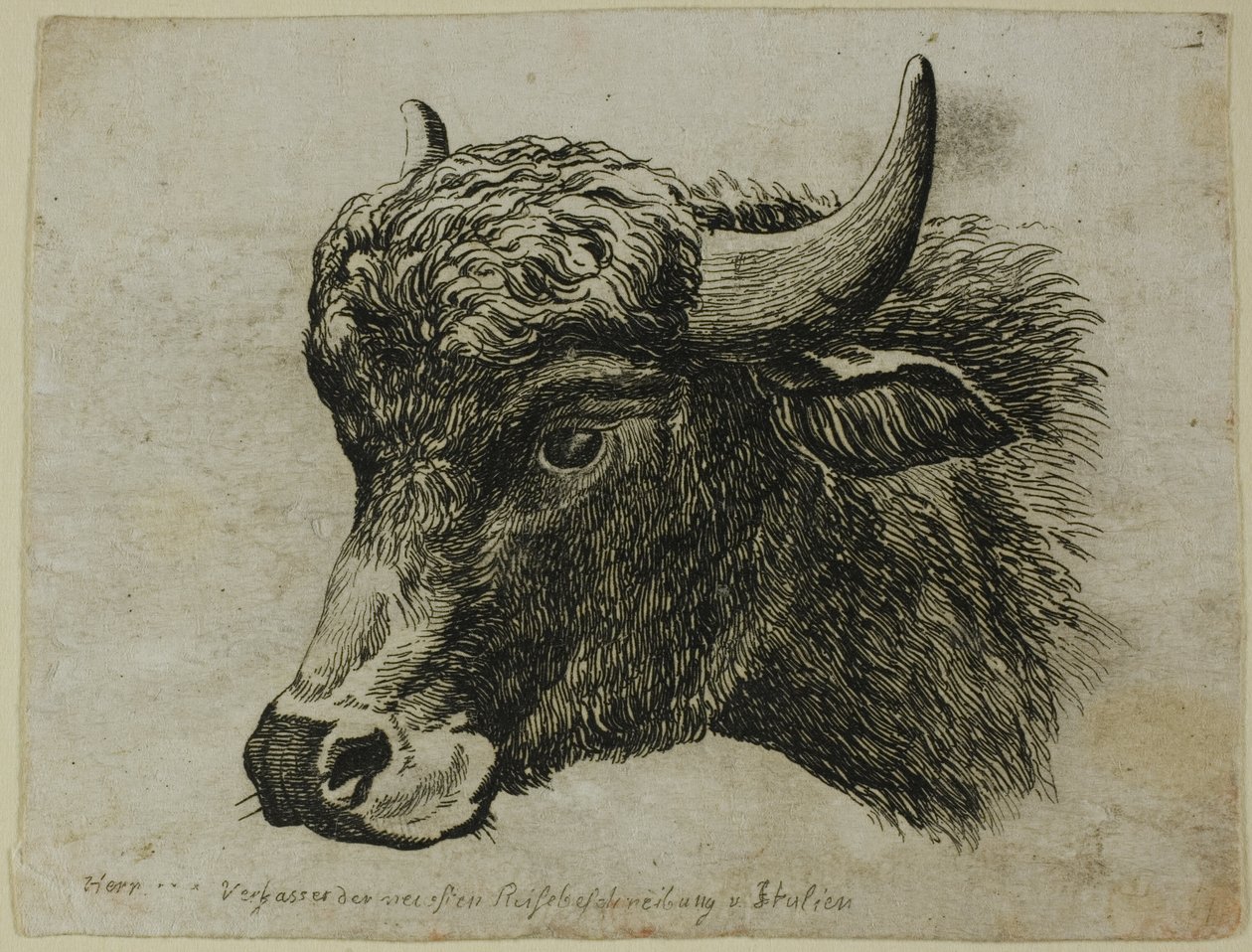Buffalo Head Facing Venstre, fra Die Zweite Thier Folge af Johann Christian Reinhart