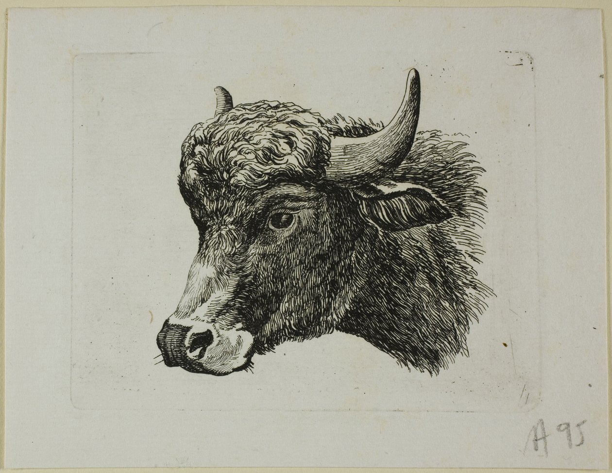 Buffalo Head Facing Venstre, fra Die Zweite Thier Folge af Johann Christian Reinhart