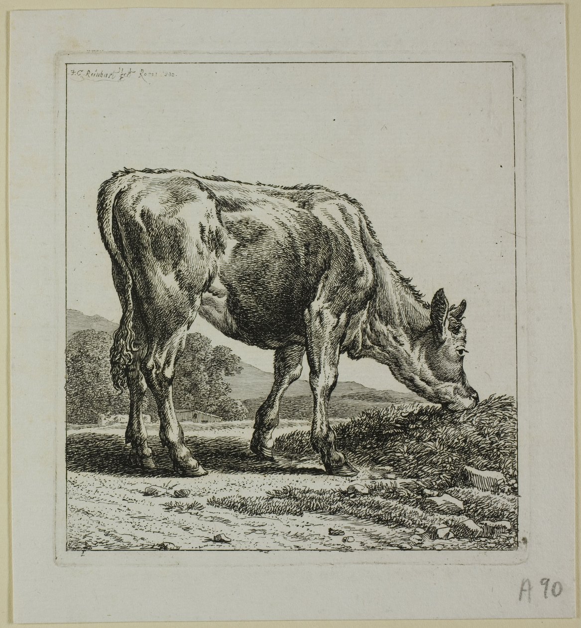 Kalvefodring, fra Die Zweite Thiernahme af Johann Christian Reinhart