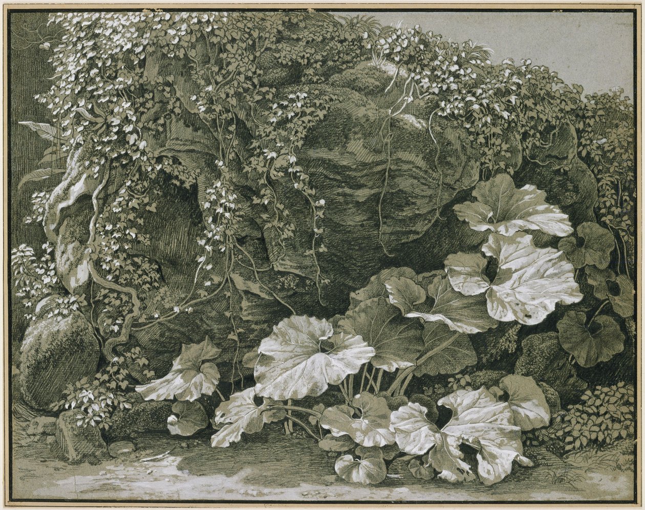 Storbladede planter ved en klippehule dækket af vedbend af Johann Christian Reinhart