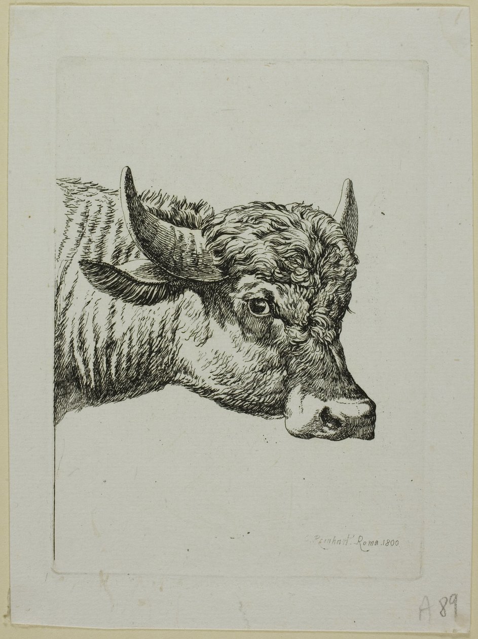 Head of a Buffalo, fra Die Zweite Thiernahme af Johann Christian Reinhart