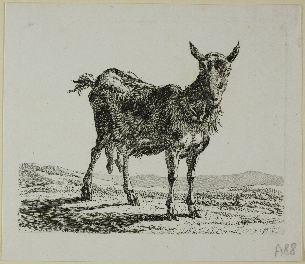 Stående ged, fra Die Zweite Thiernahme af Johann Christian Reinhart