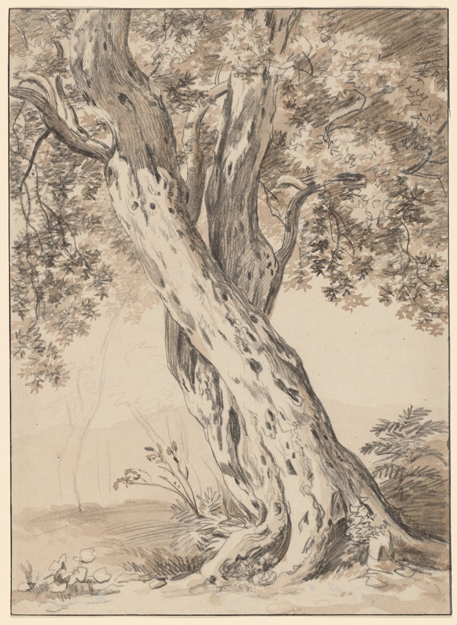To sammenflettede egetræer af Johann Christian Reinhart