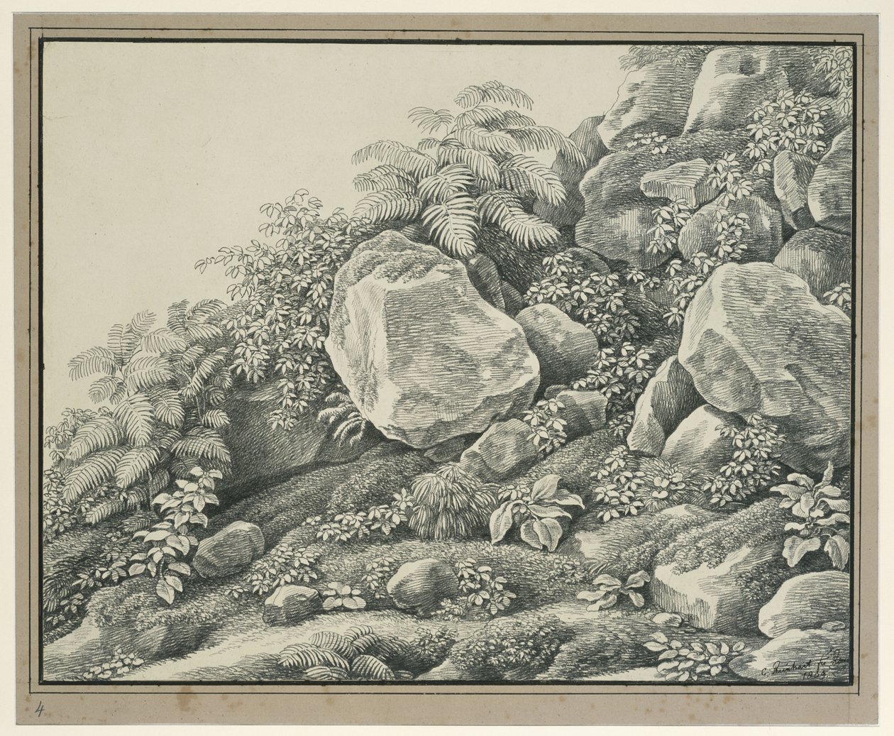 Forgrundsstudie: klipper, buske, bregner og bladplanter af Johann Christian Reinhart