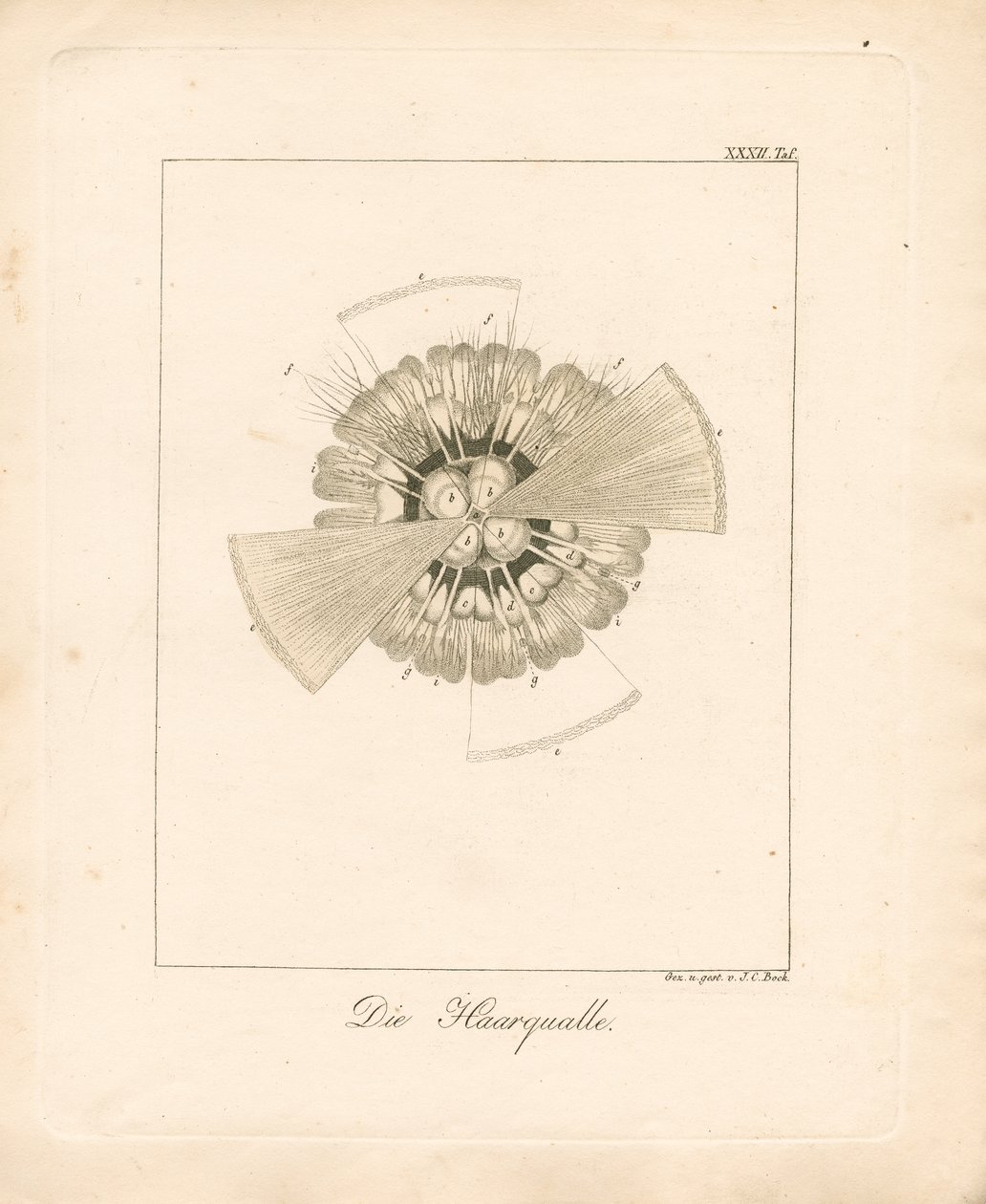  af Johann Christoph Bock