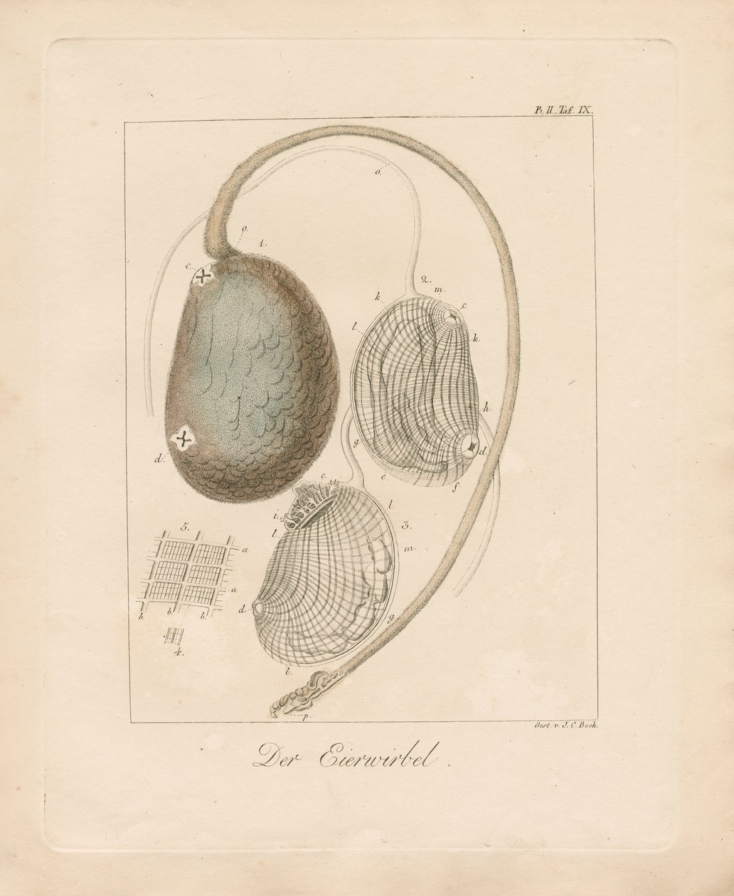  af Johann Christoph Bock