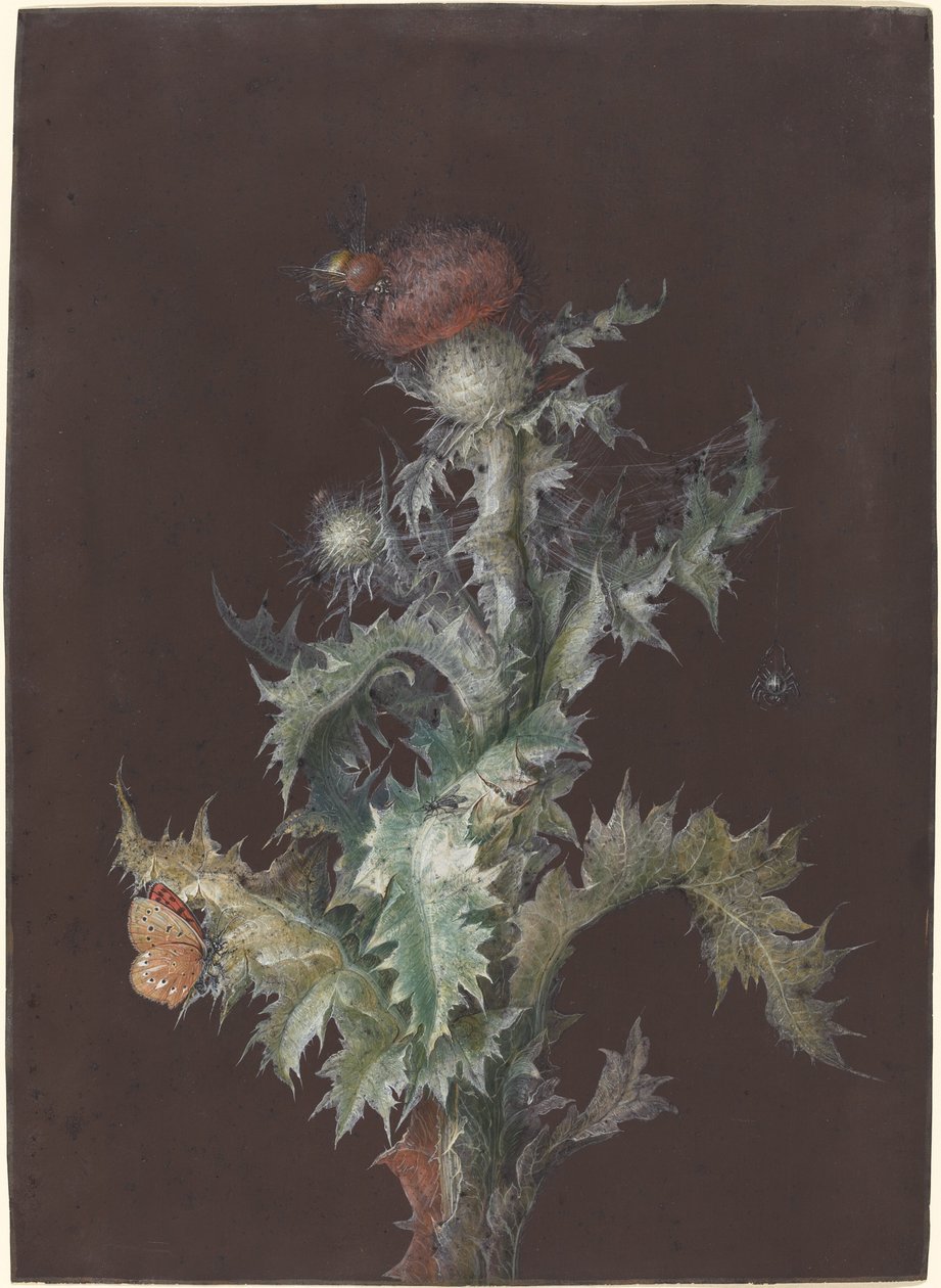 Tidsel med insekter, ca. 1755. af Johann Christoph Dietzsch