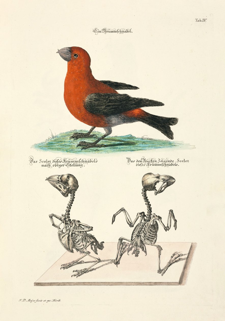  af Johann Daniel Meyer