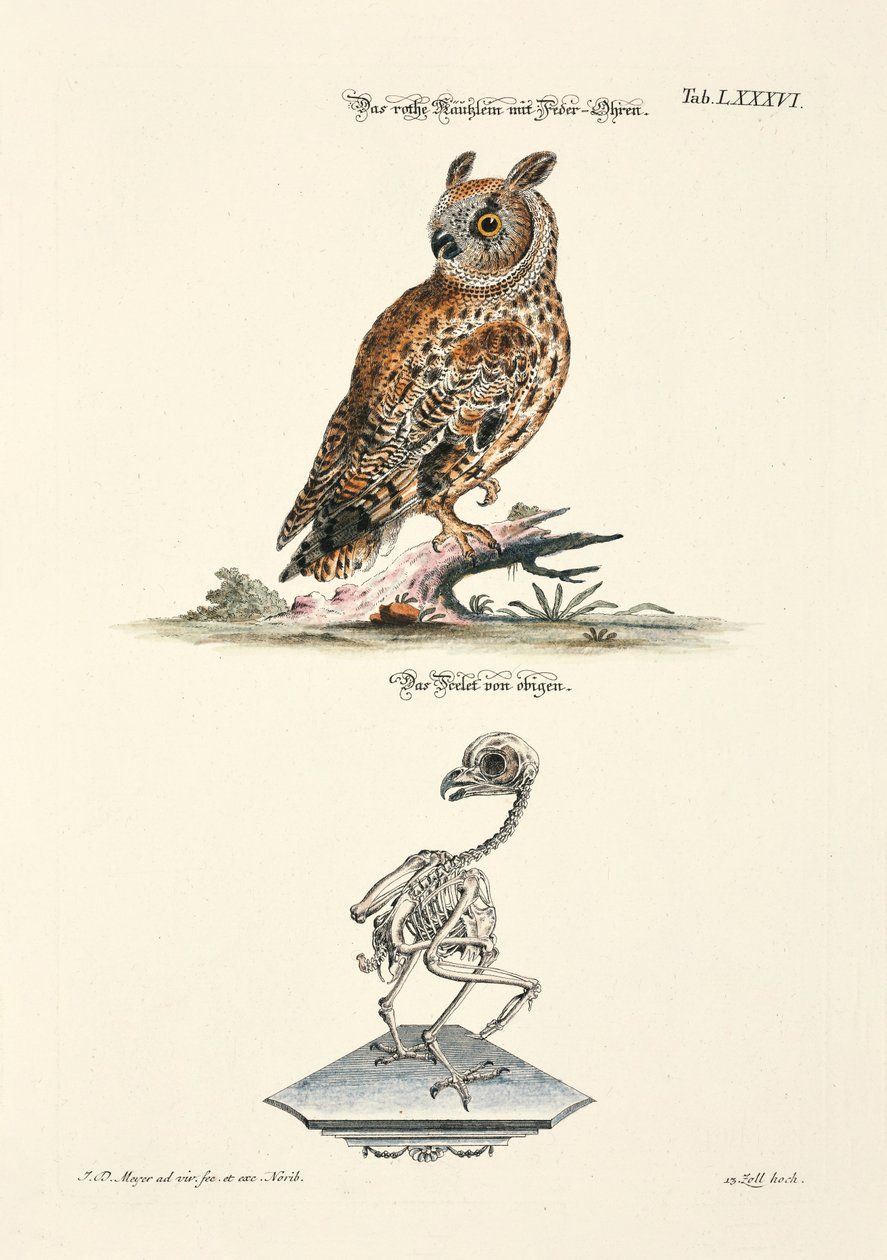  af Johann Daniel Meyer