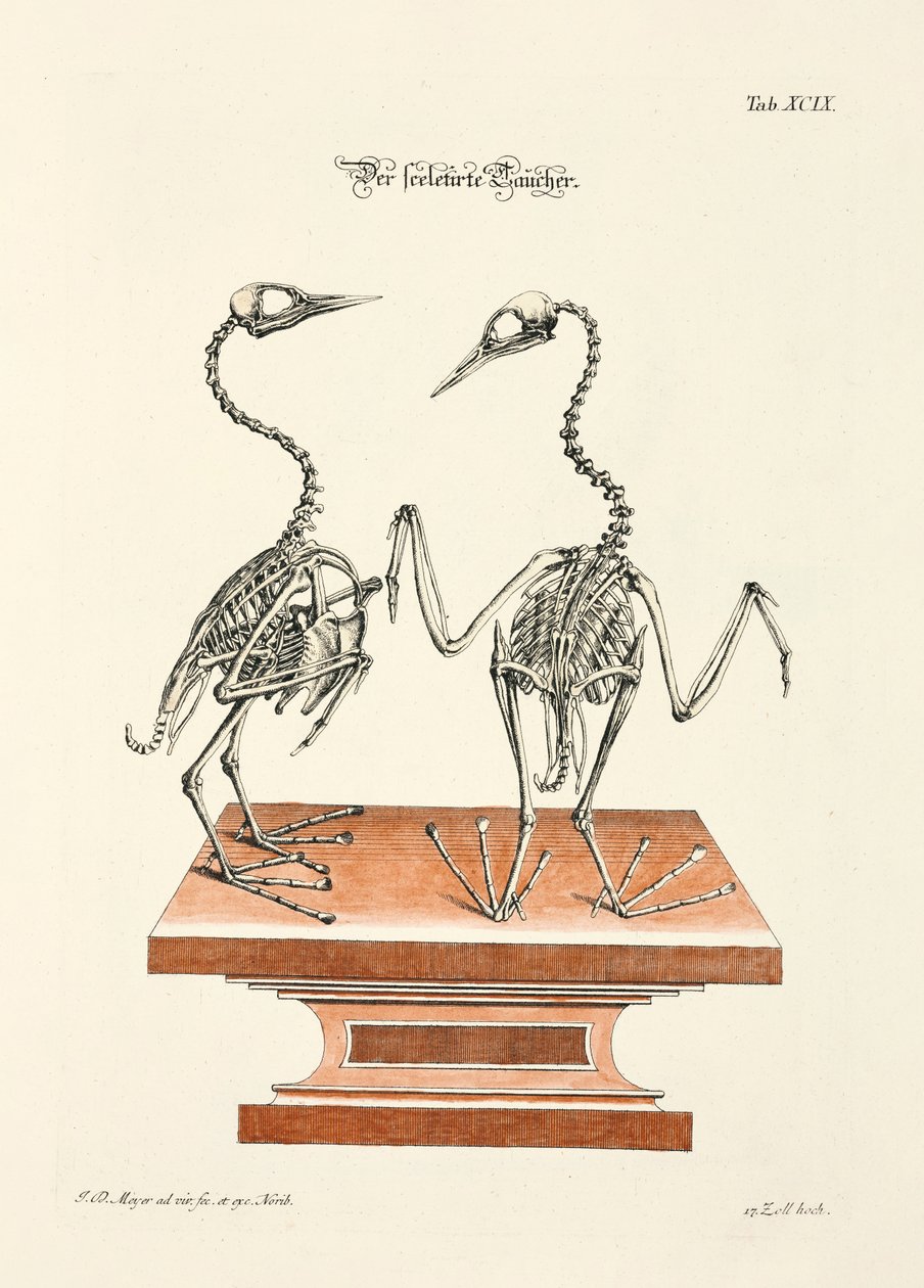  af Johann Daniel Meyer