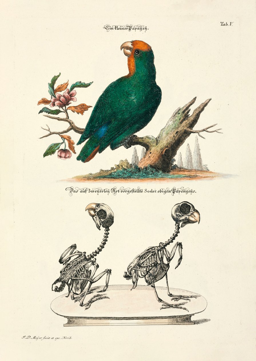  af Johann Daniel Meyer