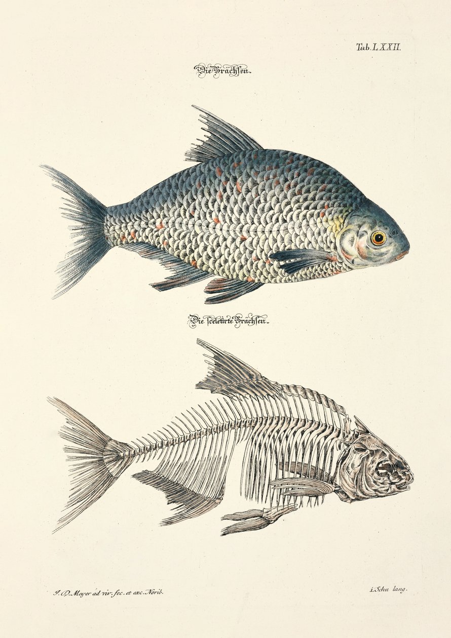  af Johann Daniel Meyer