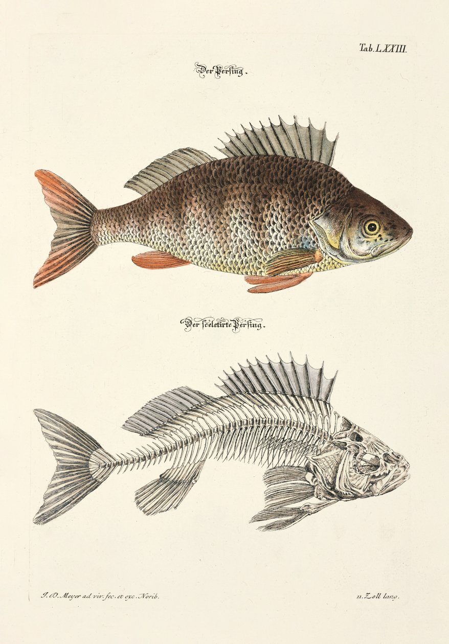  af Johann Daniel Meyer