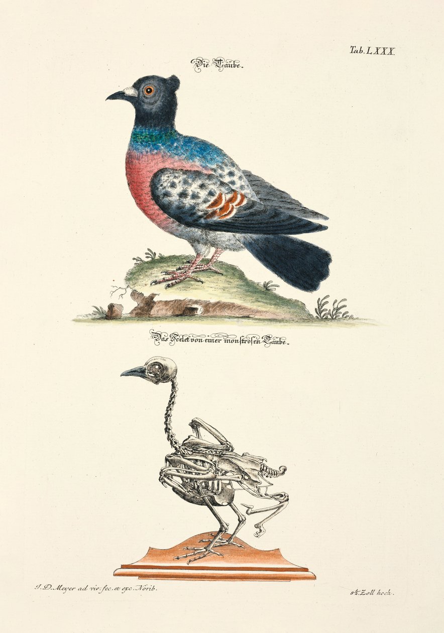  af Johann Daniel Meyer