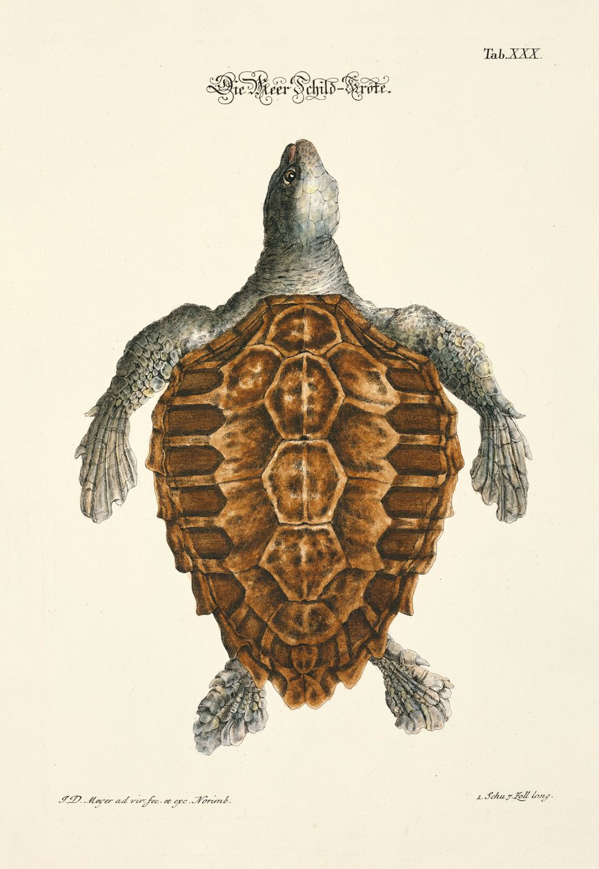  af Johann Daniel Meyer