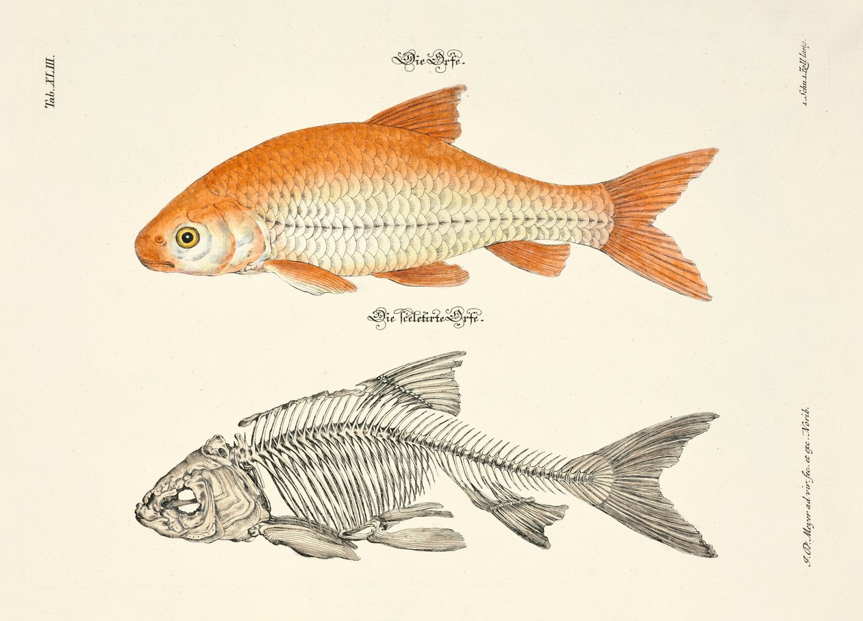  af Johann Daniel Meyer