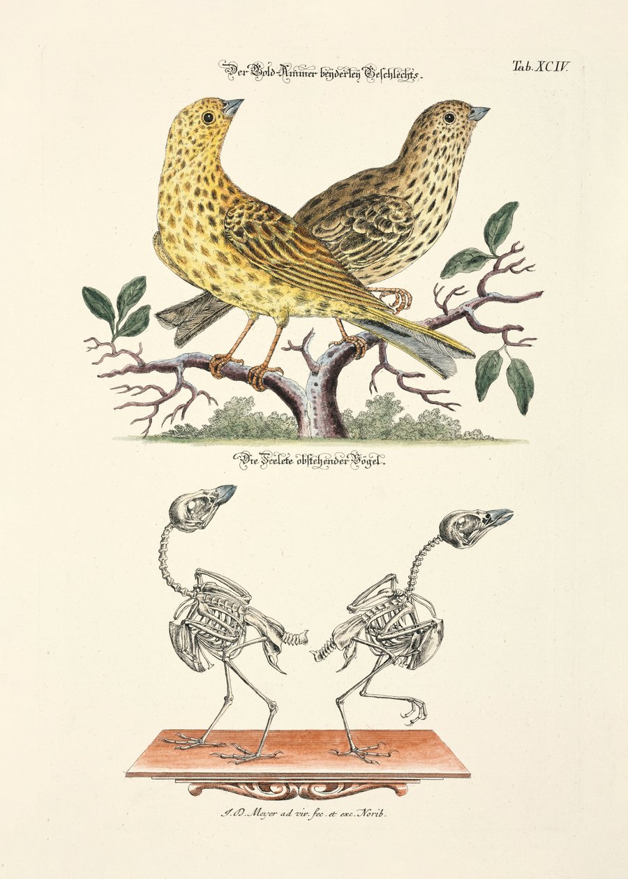  af Johann Daniel Meyer